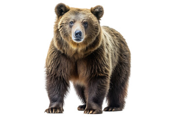 Fototapeta premium brown bear isolated with transparent background