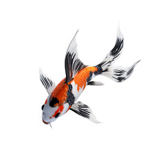 Obraz premium Vibrant Koi Fish Isolated on Transparent Background