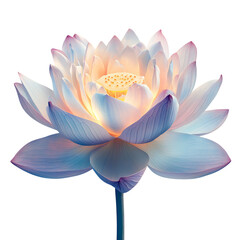 Blue Lotus Flower Illuminated Isolated on Transparent Background