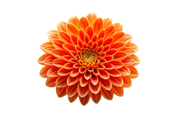 neon orange trippy flower isolated on transparent background