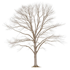 Fototapeta premium A tree with no leaves is shown in a white background. The tree is bare and has no leaves, giving it a desolate and lonely appearance