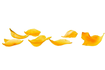 flower petals flying isolated on transparent background