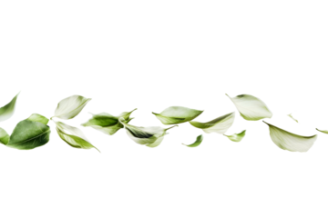 flower petals flying isolated on transparent background