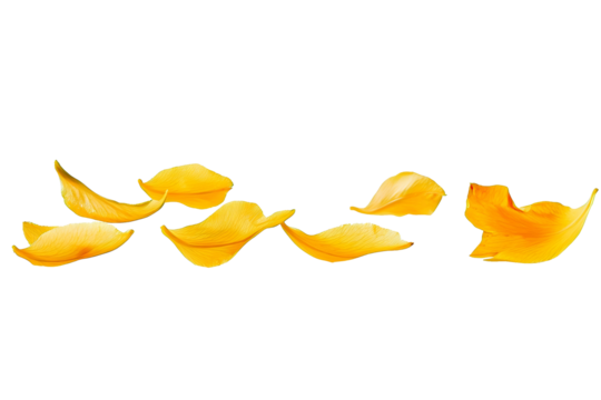 flower petals flying isolated on transparent background
