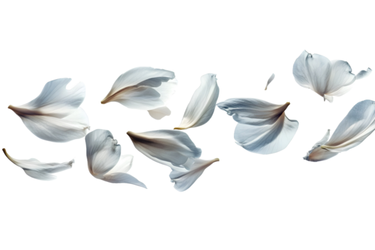 flower petals flying isolated on transparent background