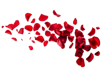 flower petals flying isolated on transparent background