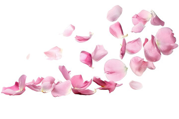 flower petals flying isolated on transparent background