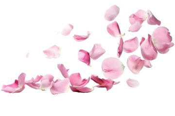 flower petals flying isolated on transparent background
