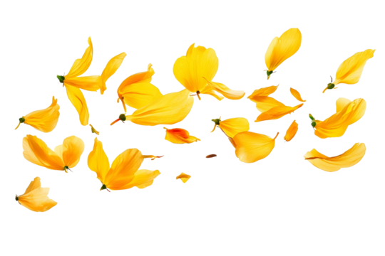 flower petals flying isolated on transparent background