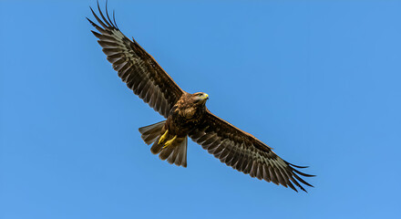 Obraz premium Hawk Flying High in the Sky