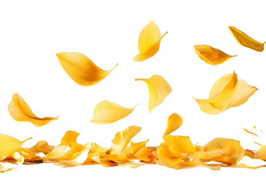flower petals flying isolated on transparent background