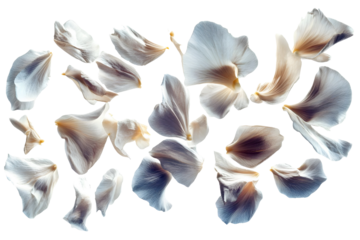 flower petals flying isolated on transparent background