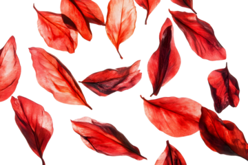 flower petals flying isolated on transparent background