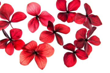 flower petals flying isolated on transparent background