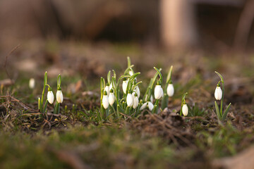 The first spring flowers, snowdrops in the woods, buds.
