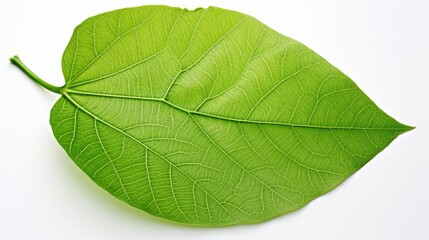 veins leaves white background