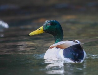 Mallard duck gliding on a serene lake.