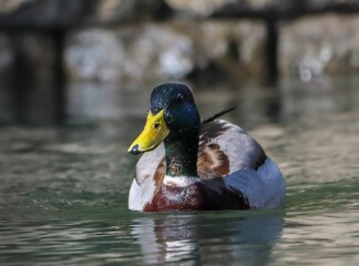 Mallard duck swimming in a tranquil lake