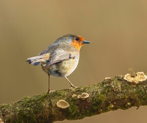 European robin on a mossy branch