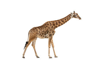 Stunning Giraffe PNG Clipart &ndash; High-Resolution Transparent Artwork