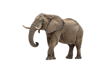 Fototapeta premium High-Quality Elephant PNG Images – Transparent Background Download