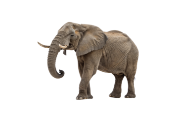 High-Quality Elephant PNG Images – Transparent Background Download