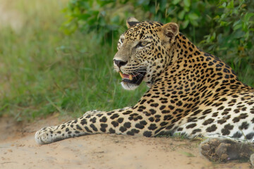The Sri Lankan leopard or Ceylon leopard (Panthera pardus kotiya) is a leopard subspecies native to Sri Lanka 