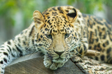 The Amur leopard (Panthera pardus orientalis) is a leopard subspecies native to the Primorye region of southeastern Russia and northern China.