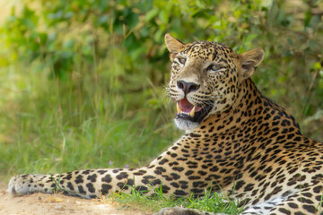 The Sri Lankan leopard or Ceylon leopard (Panthera pardus kotiya) is a leopard subspecies native to...