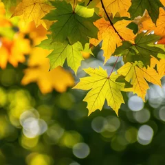 Selbstklebende Fototapeten Vibrant autumn maple leaves in sunlight against a blurred green background creating a serene and natural scene perfect for seasonal themes © Duskcraft