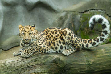 The Amur leopard (Panthera pardus orientalis) is a leopard subspecies native to the Primorye region of southeastern Russia and northern China.