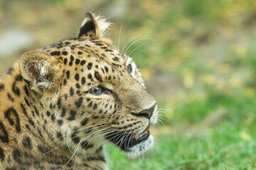 The Amur leopard (Panthera pardus orientalis) is a leopard subspecies native to the Primorye region of southeastern Russia and northern China.