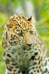 The Amur leopard (Panthera pardus orientalis) is a leopard subspecies native to the Primorye region of southeastern Russia and northern China.