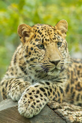 The Amur leopard (Panthera pardus orientalis) is a leopard subspecies native to the Primorye region of southeastern Russia and northern China.