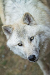 Portrait of a majestic Arctic wolf, distinguished by its pure white fur.