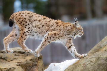 Lynx portrait, wildlife. Cute big cat in habitat.  Forest with beautiful animal wild lynx, Germany....
