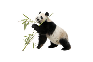 Obraz premium Stunning Panda PNG Clipart – High-Resolution Transparent Artwork