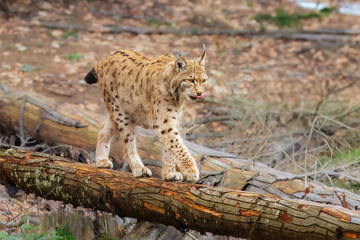 Lynx portrait, wildlife. Cute big cat in habitat.  Forest with beautiful animal wild lynx, Germany. Eurasian Lynx nature habitat, wild cat in the forest. 