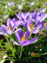 Crocus vernus 