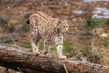 Lynx portrait, wildlife. Cute big cat in habitat.  Forest with beautiful animal wild lynx, Germany. Eurasian Lynx nature habitat, wild cat in the forest. 