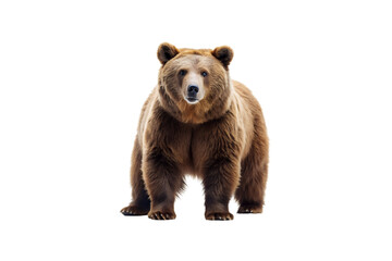 Fototapeta premium Stunning Bear PNG Clipart – High-Resolution Transparent Artwork