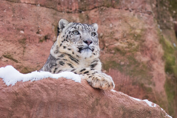 Obraz premium One of most beautiful big cat, snow leopard - Irbis, Uncia uncia, Close up portrait, 