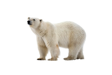 Stunning Bear PNG Clipart – High-Resolution Transparent Artwork