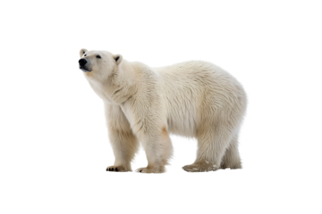 Stunning Bear PNG Clipart – High-Resolution Transparent Artwork