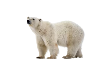 Fototapete Rund Stunning Bear PNG Clipart – High-Resolution Transparent Artwork © Logo