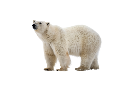 Stunning Bear PNG Clipart – High-Resolution Transparent Artwork