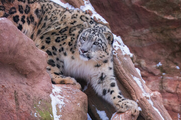 One of most beautiful big cat, snow leopard - Irbis, Uncia uncia, Close up portrait,  © Miroslav Srb