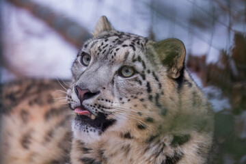 One of most beautiful big cat, snow leopard - Irbis, Uncia uncia, Close up portrait, 