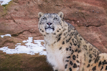 One of most beautiful big cat, snow leopard - Irbis, Uncia uncia, Close up portrait, 