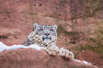 Obraz premium One of most beautiful big cat, snow leopard - Irbis, Uncia uncia, Close up portrait, 